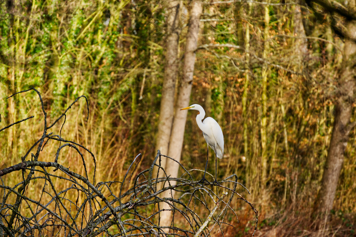 На пруду - Jakob Dick