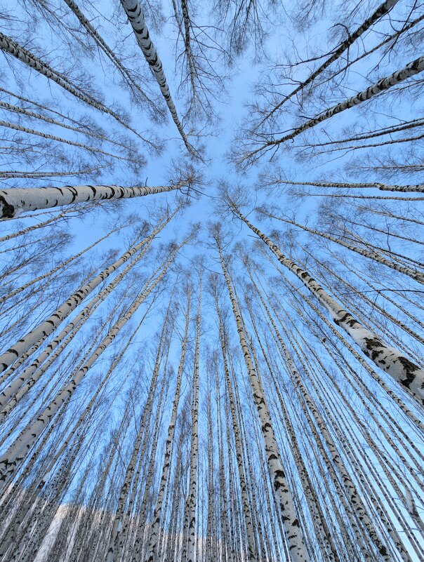 Березовая роща - Анастасия Логинова Березовая роща - Анастасия Логинова