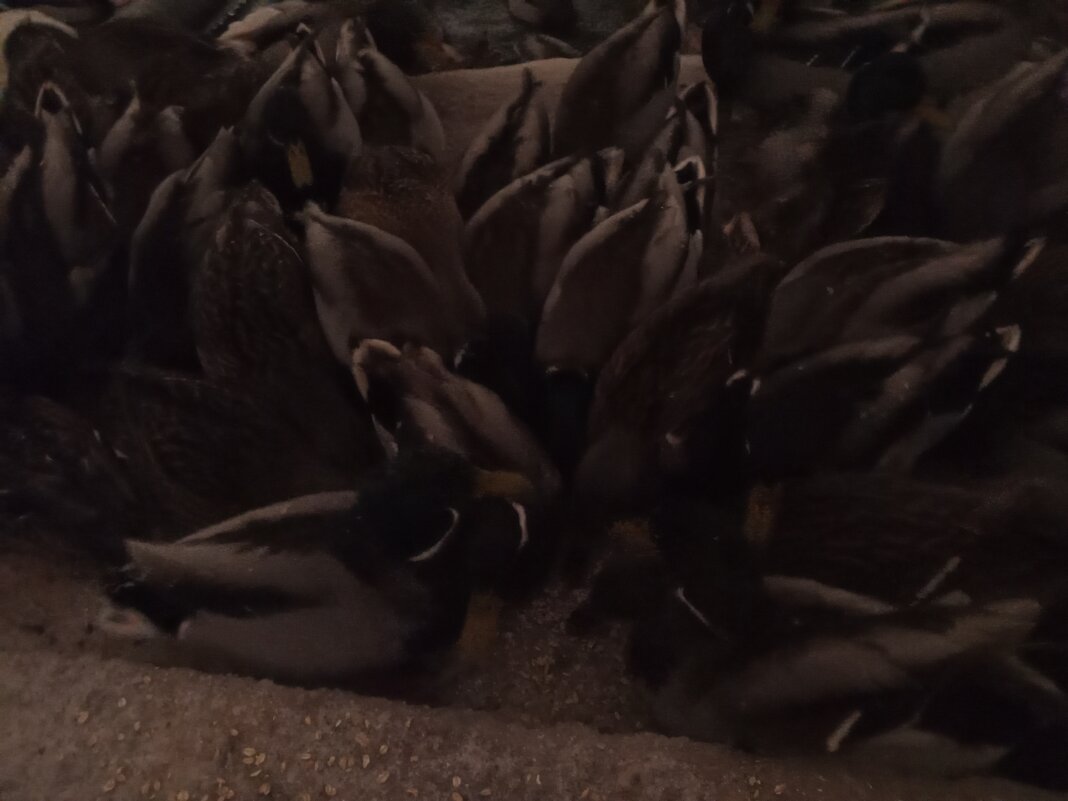 Уткм - Сапсан 