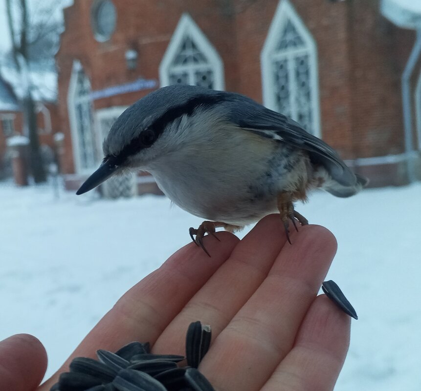 Поползень - Сапсан 