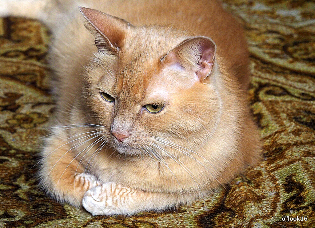 домашние радости - Олег Лукьянов