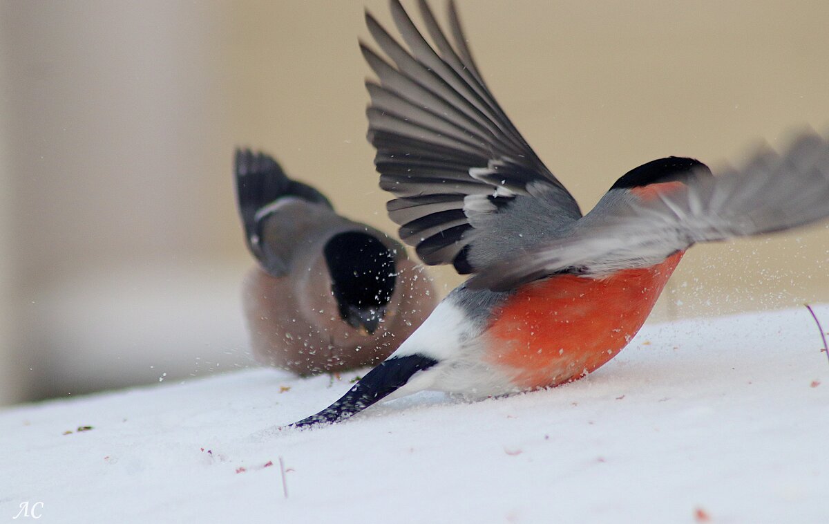 Освободил место даме - Любовь Сахарова
