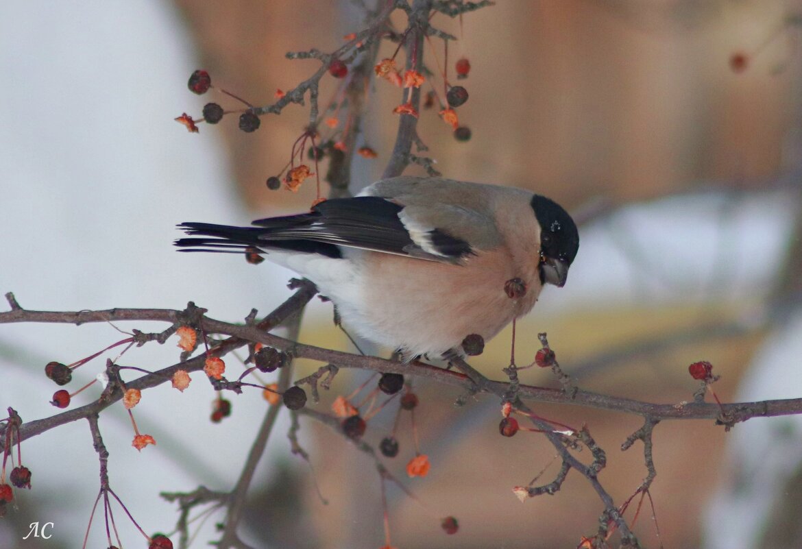 *** - Любовь Сахарова