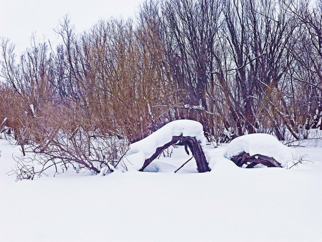 А этих зима согнула! - Владимир А этих зима согнула! - Владимир