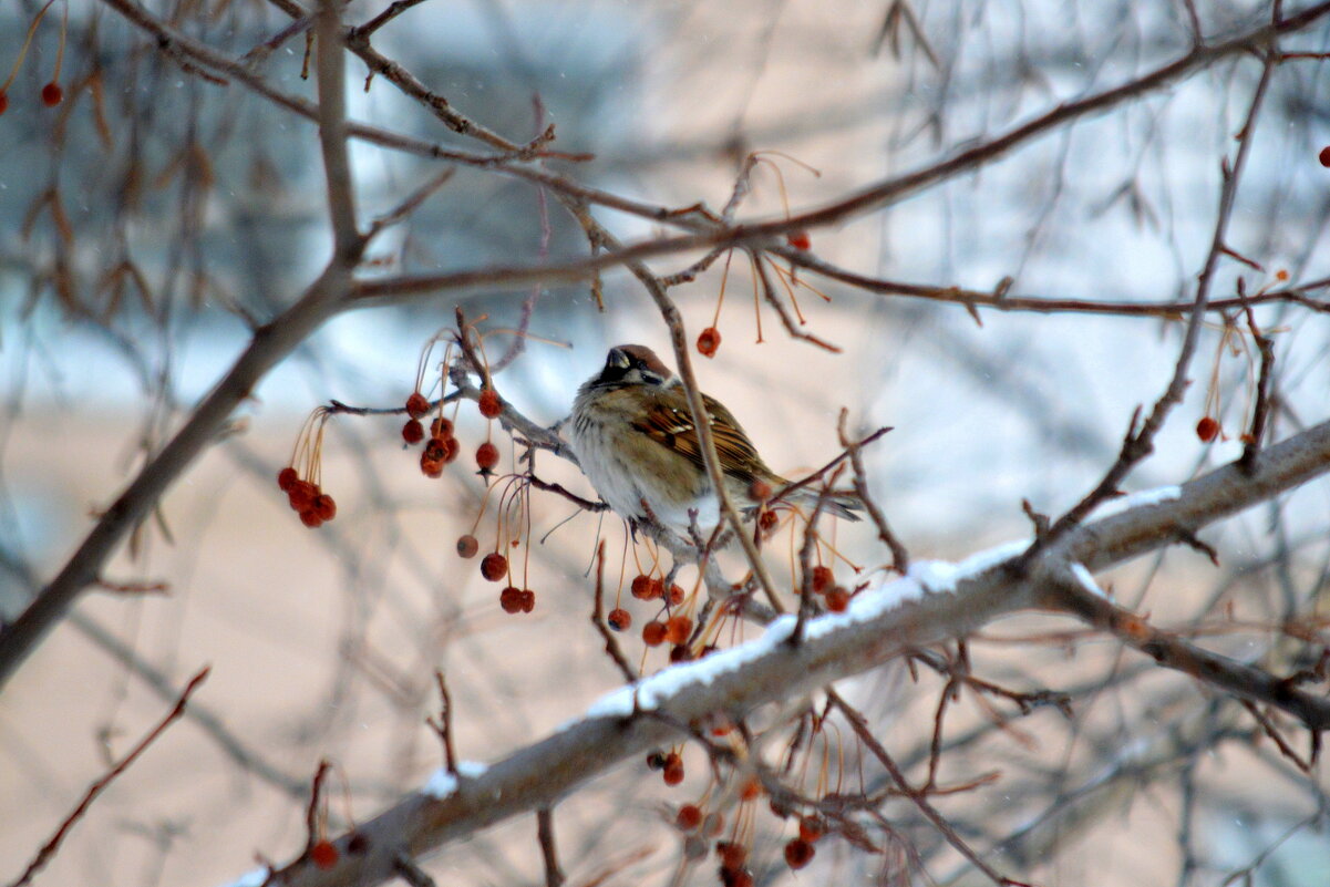 Морозно - Татьяна Лютаева
