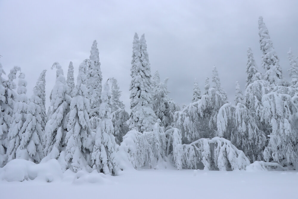 Зимняя сказка на склоне г. Уван - Галина Ильясова Зимняя сказка на склоне г. Уван - Галина Ильясова