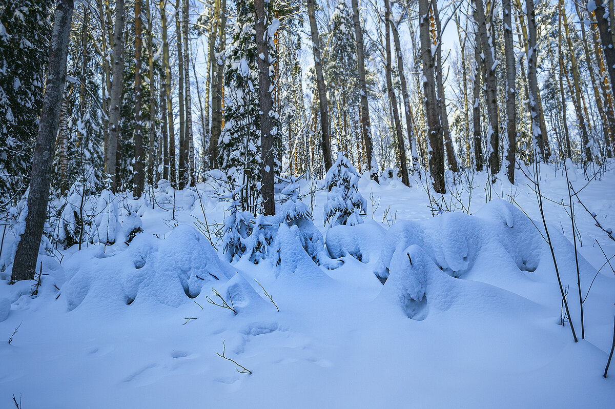 Зимний лес - Сергей Цветков Зимний лес - Сергей Цветков