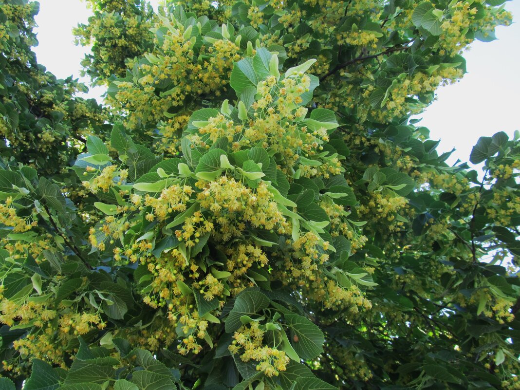 липовый цвет - Елена Шаламова липовый цвет - Елена Шаламова