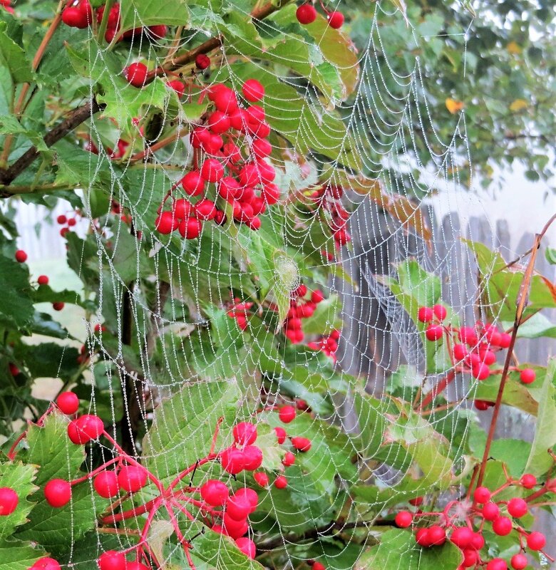 Осенние кружева - Лариса С.