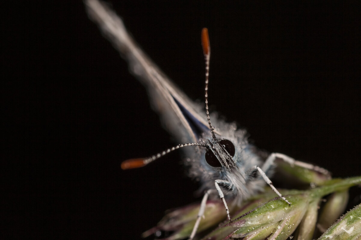 Эти глаза напротив - Игорь Шевченко Эти глаза напротив - Игорь Шевченко