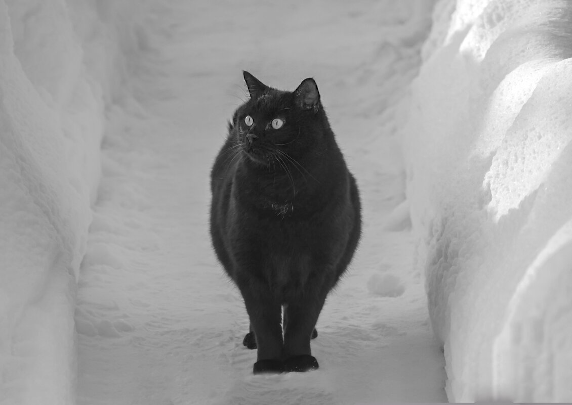 зимний кот - РозаВетроф зимний кот - РозаВетроф