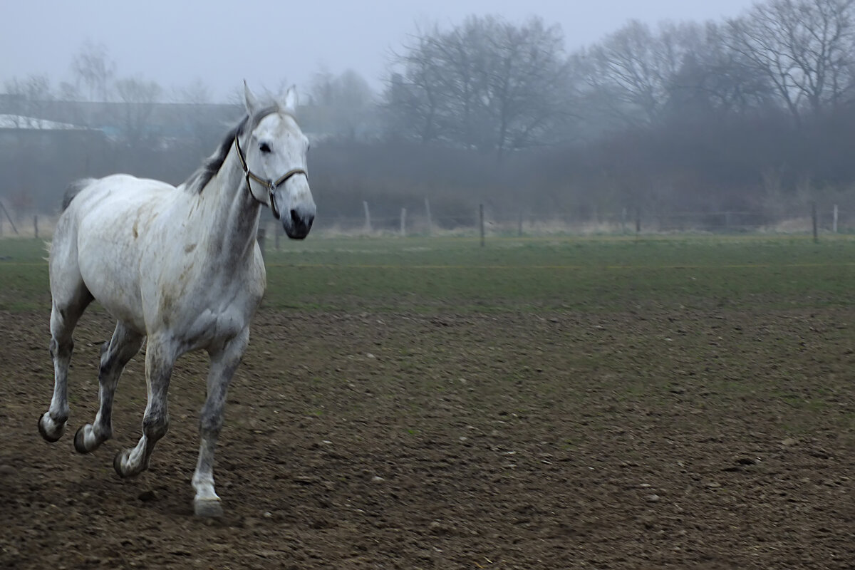 Из серии " Лошадинная любовь " (1) - Valziwa Из серии " Лошадинная любовь " (1) - Valziwa