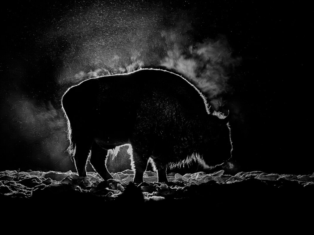 Ночной гость - Дмитрий Шишкин Ночной гость - Дмитрий Шишкин