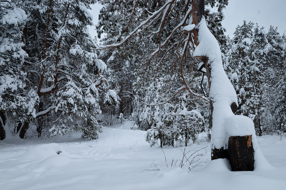 Зимняя природа - Александр Синдерёв