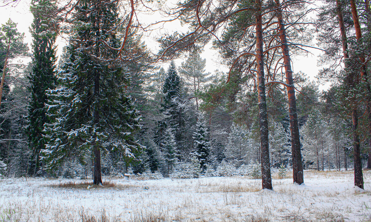 зима - Владимир Зеленцов зима - Владимир Зеленцов