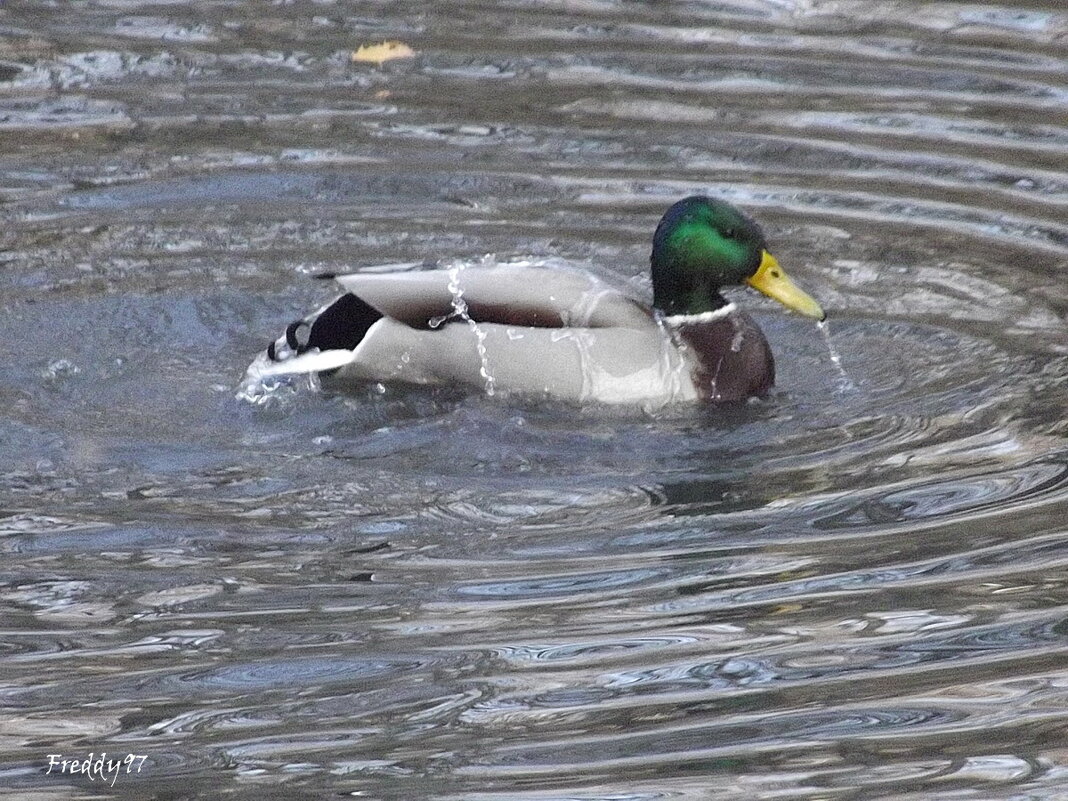 Селезень - Freddy 97