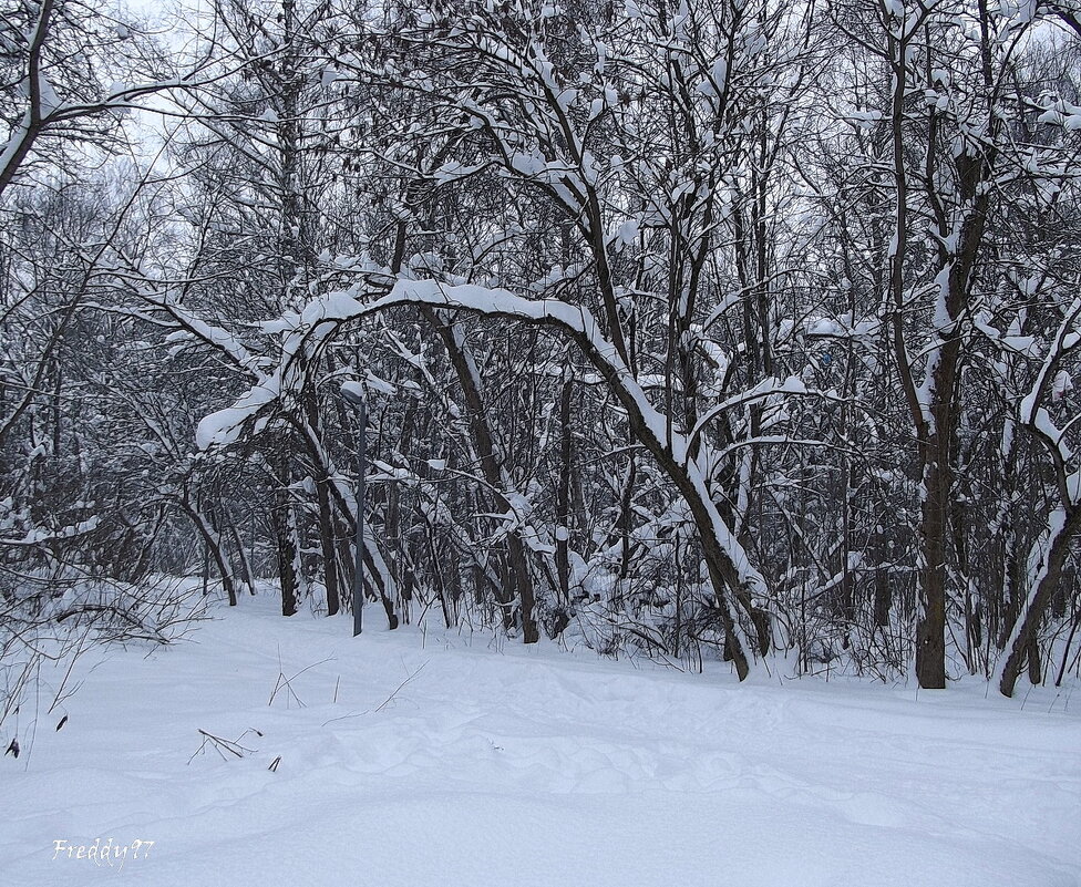 Морозный день - Freddy 97 Морозный день - Freddy 97