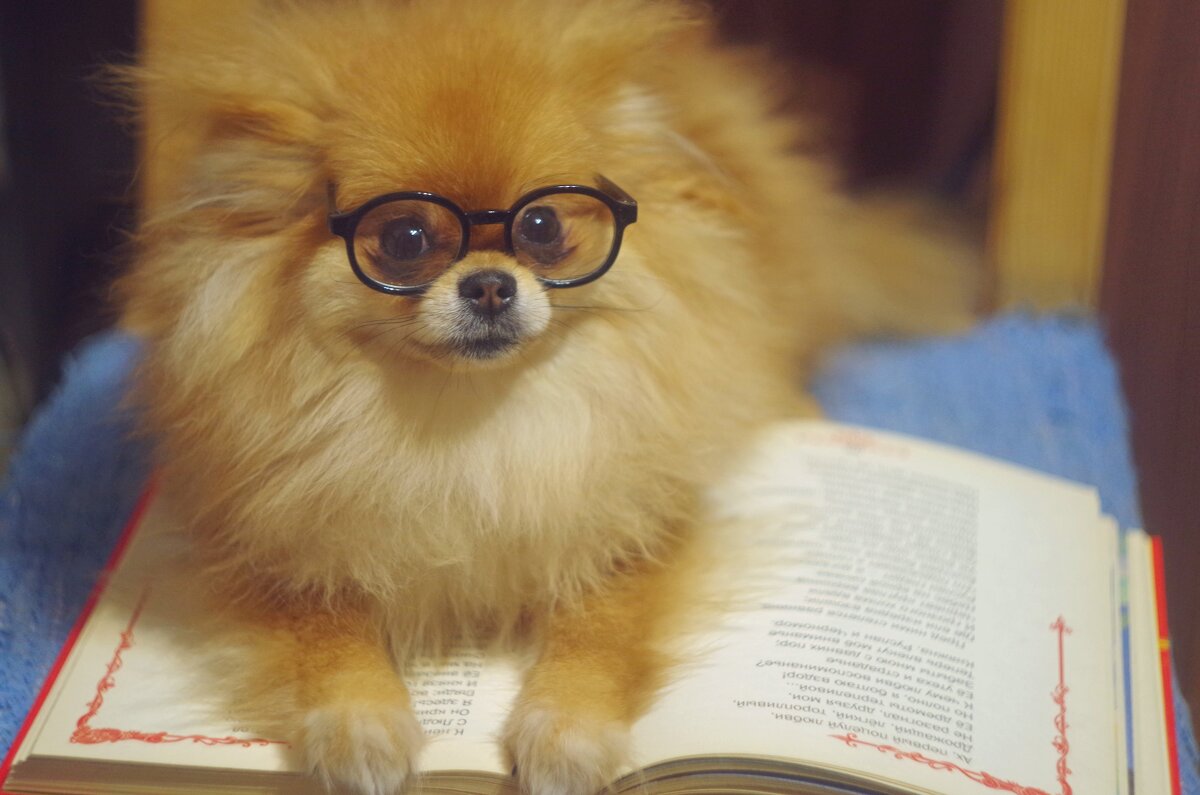 Любитель книги! - Елена 