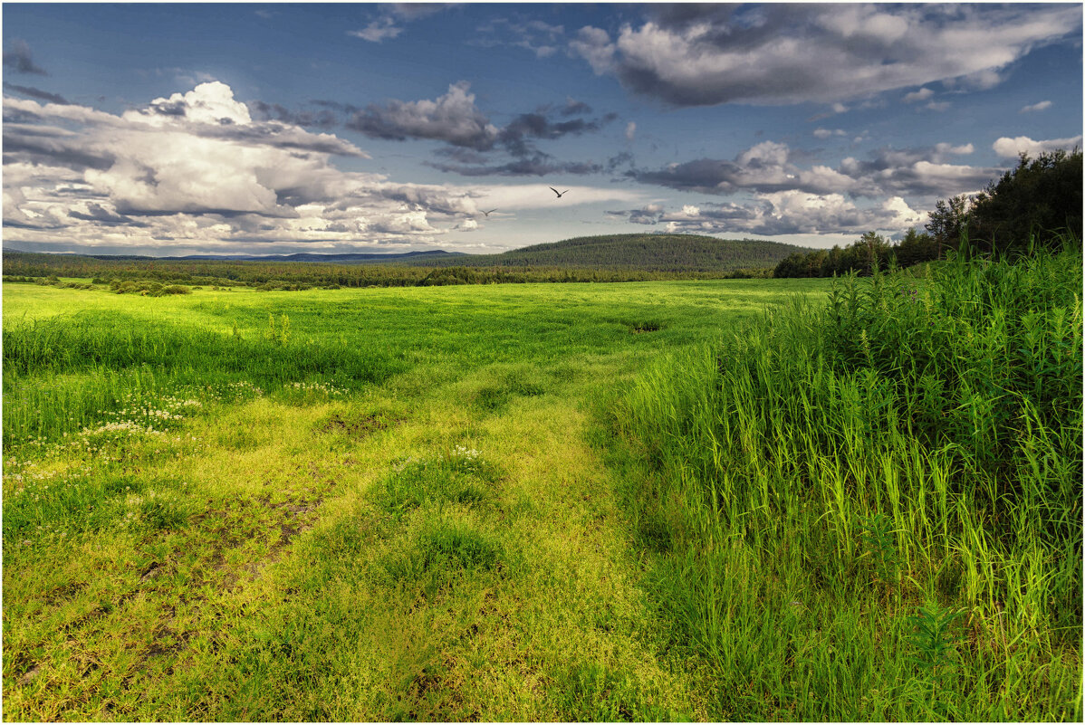 Русское поле... - Владимир Чикота Русское поле... - Владимир Чикота