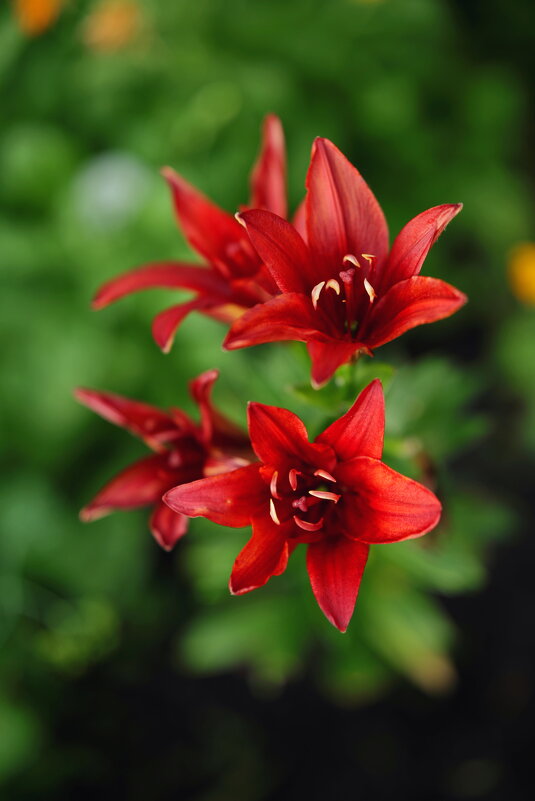 Цветок отражение прекрасного. - Елена Цветок отражение прекрасного. - Елена