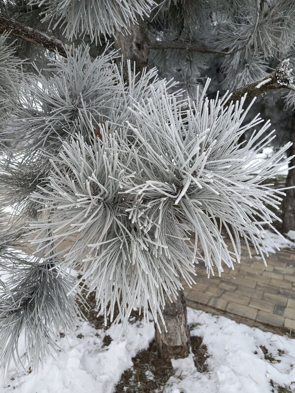 Пушистая веточка сосны - Татьяна Пальчикова Пушистая веточка сосны - Татьяна Пальчикова