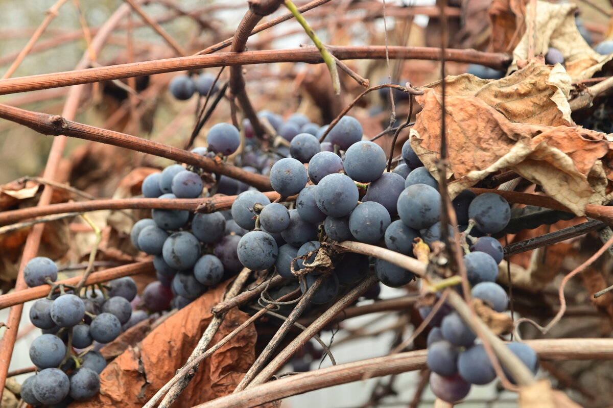. - Константин Сафронов