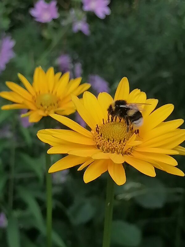 *** - Зоя Мишина *** - Зоя Мишина