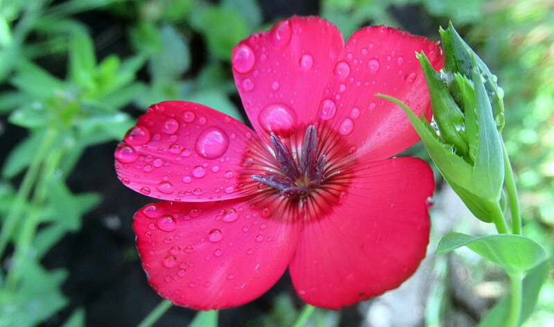 Лён красный, декоративный. - оля san-alondra Лён красный, декоративный. - оля san-alondra