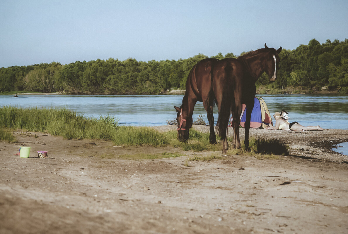 Лошади на пляже(2) - Сергей Царёв