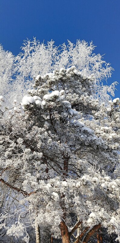 Морозный день - Игорь Сычёв