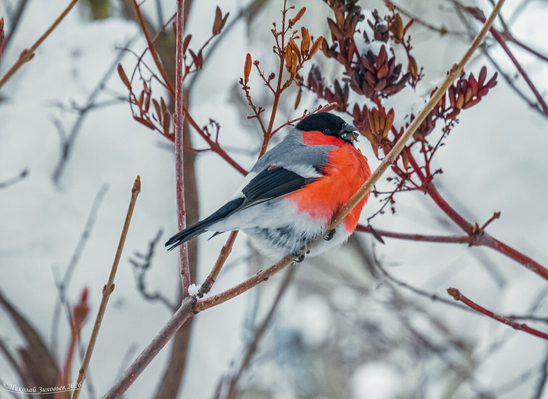 Ухтинский снегирь на морозе лакомится семенами сирени венгерской - Николай Зиновьев Ухтинский снегирь на морозе лакомится семенами сирени венгерской - Николай Зиновьев