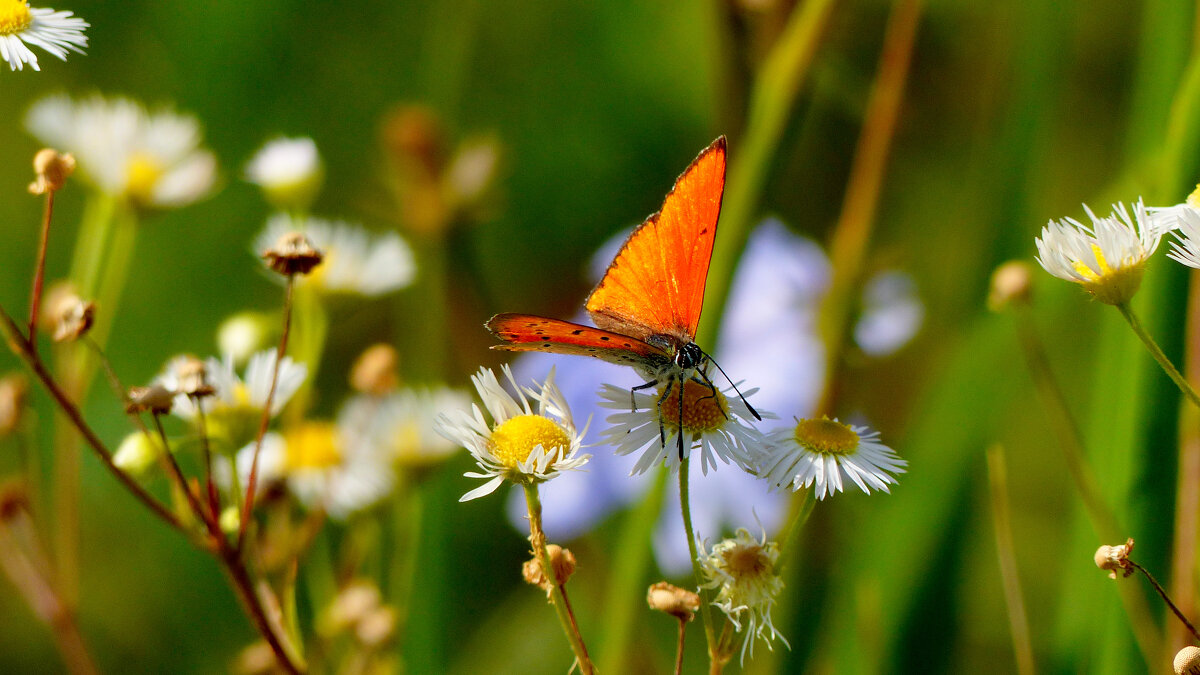 опять про бабочек...352 - Александр Прокудин
