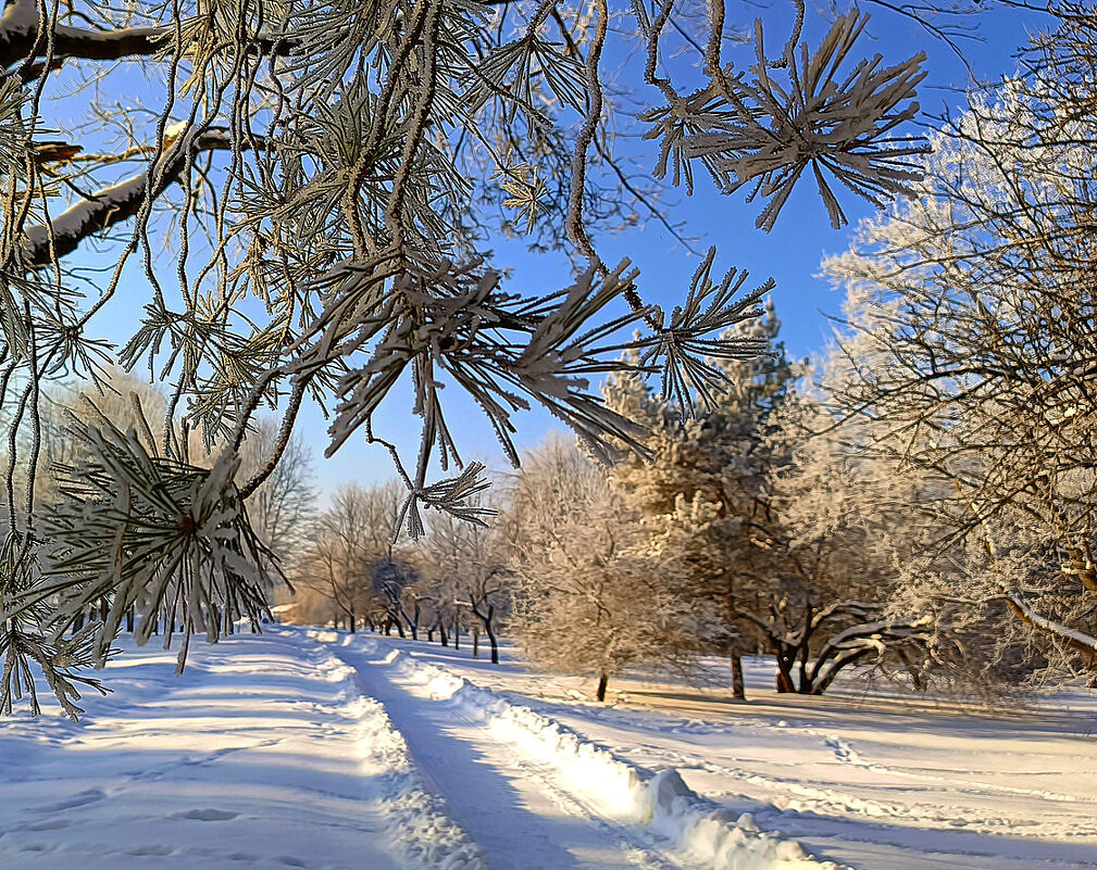 Солнечный день в парке - Игорь Сычёв