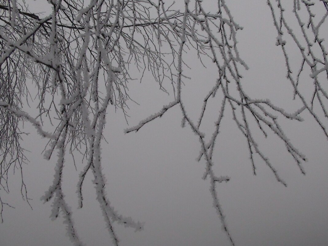 Ветки в инее - fogmeadowww m