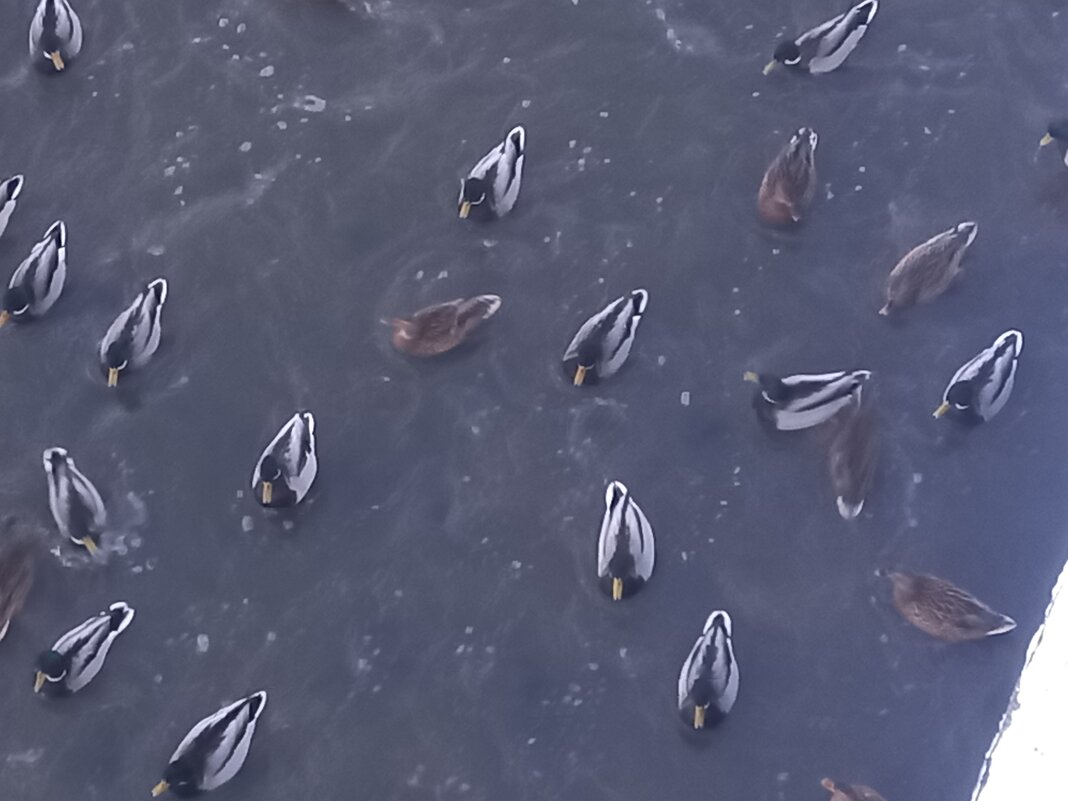 Утки - Сапсан 