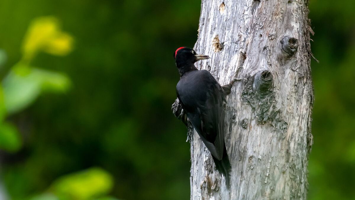 Желна - Владимир Лазарев