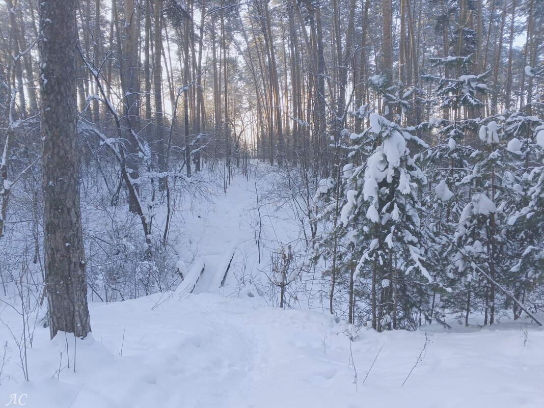 Морозное утро (-37) - Любовь Сахарова