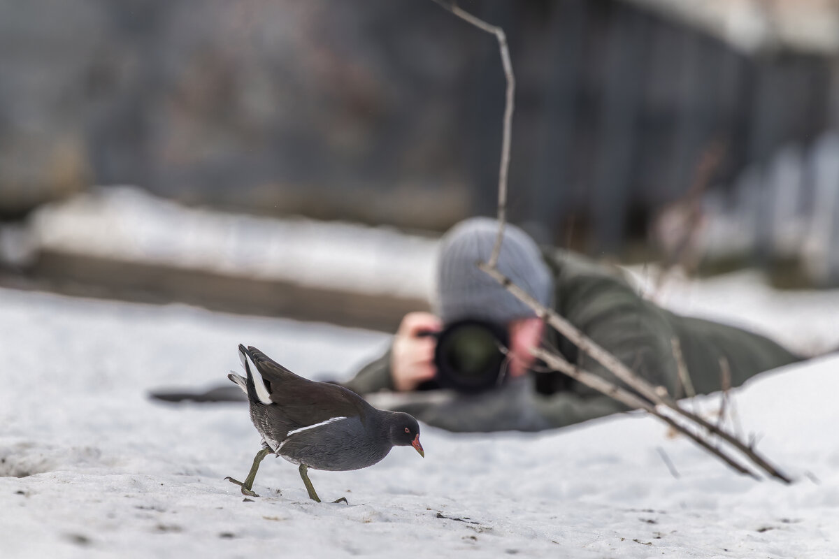 камышница - юрий макаров