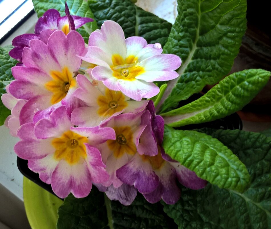 Весенние - Елена Семигина