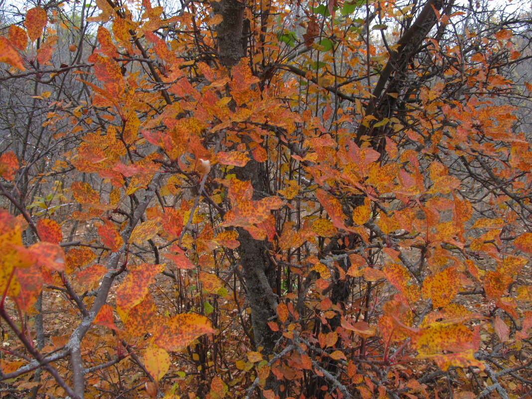 прекрасный октябрь - Елена Шаламова
