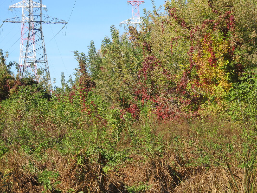 За городом - Елена Шаламова
