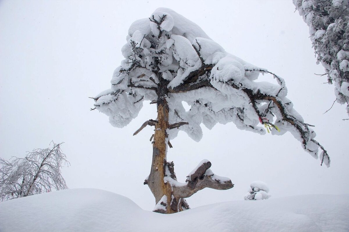 Одинокая сосна - Лариса С.