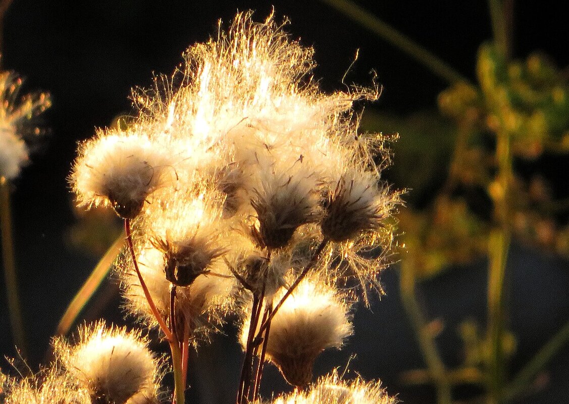 Чертополох в лучах заката - Лариса С. Чертополох в лучах заката - Лариса С.