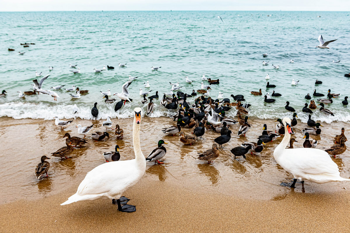 "утиная ферма" - семейный подряд - Дмитрий Лупандин