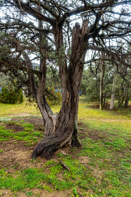деревянные причуды - Дмитрий Лупандин