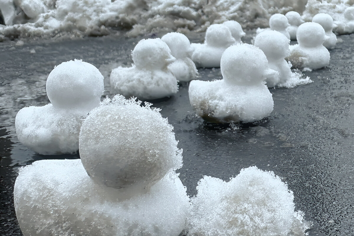 зимние утята - Michel 