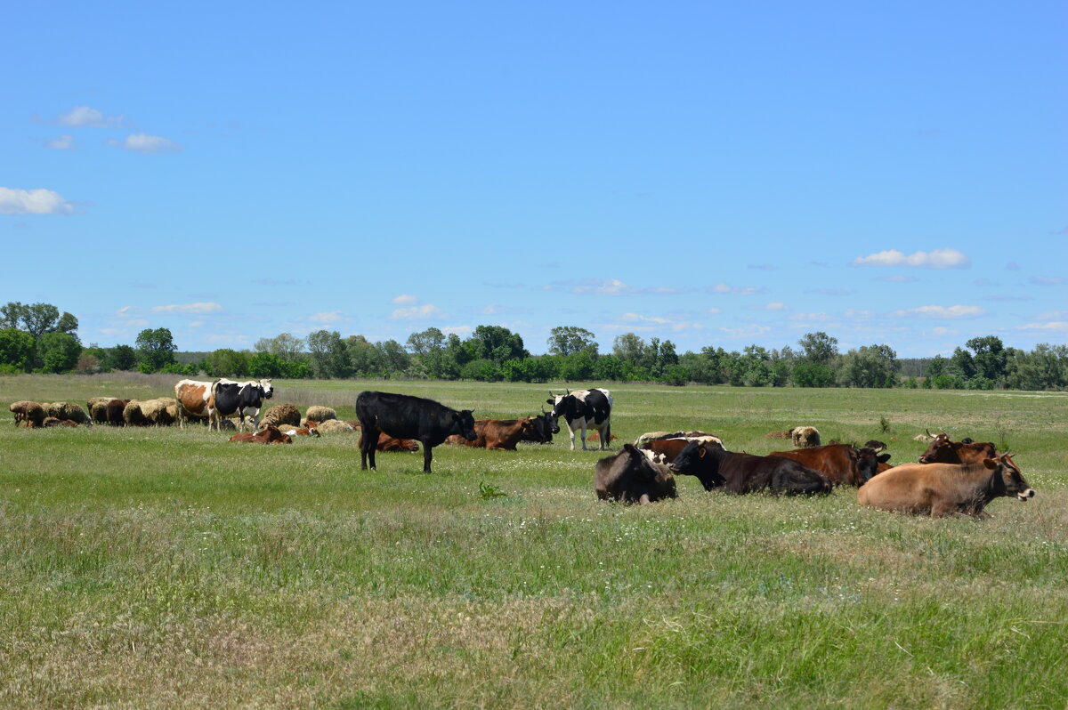 В степях донских. - Виктор 