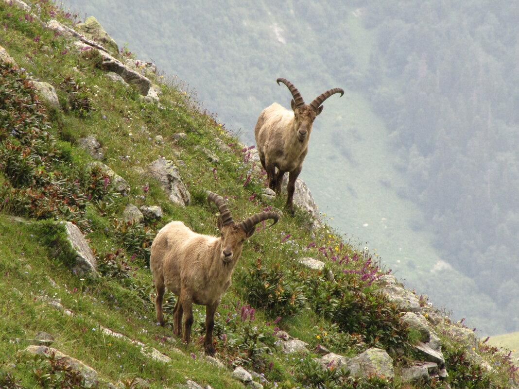 Двое ... - Андрей Любимов