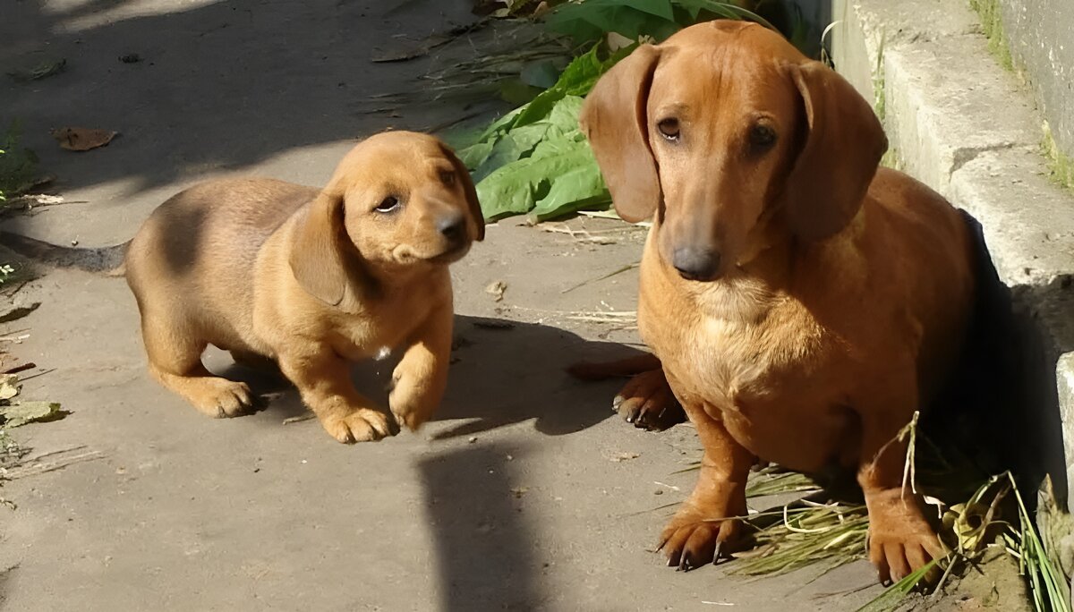 Такса со щенком - Елена Сухорученкова