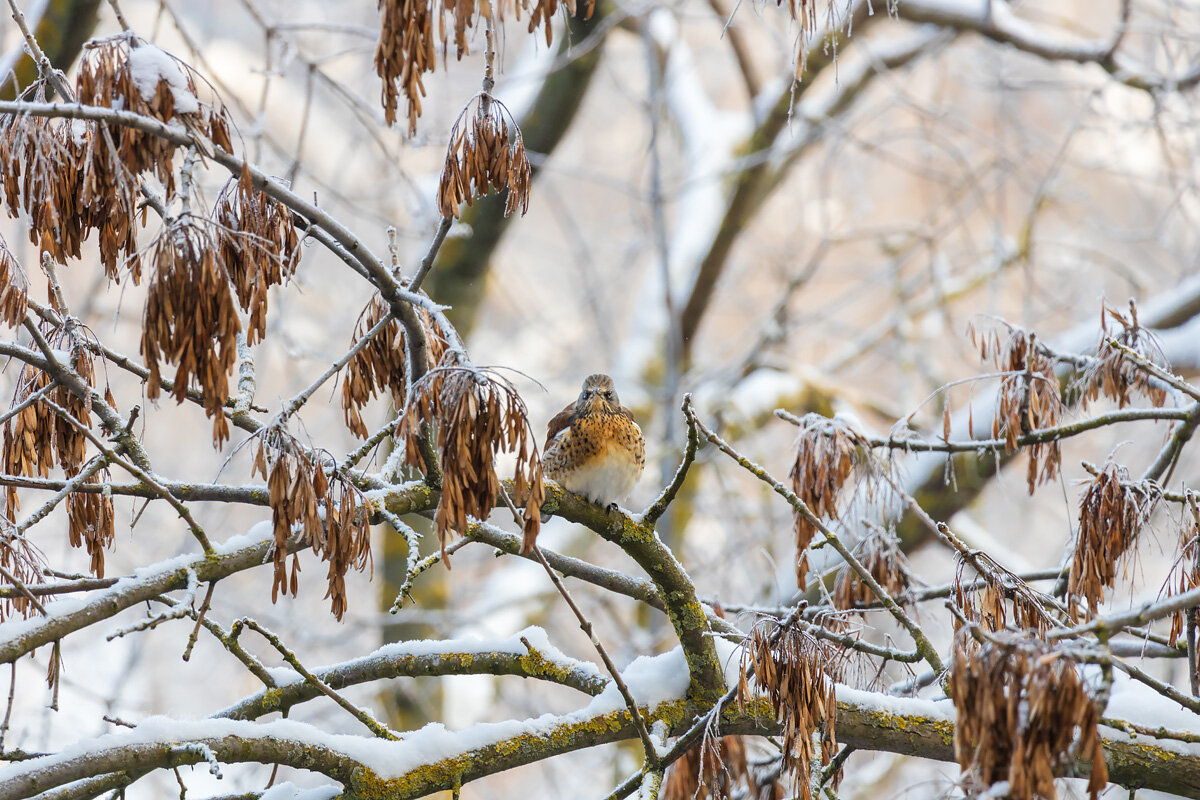 Свиристель смотрит в объектив - Александр Синдерёв